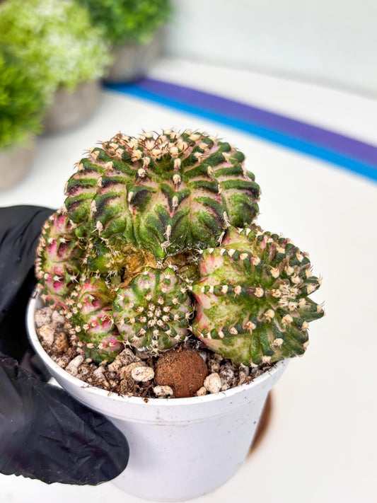 Gymnocalycium Mihanovichii Cluster | (gy5) (p2) | Best For Grafting