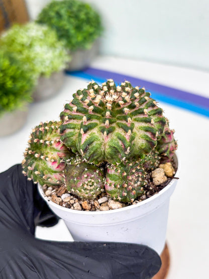 Gymnocalycium Mihanovichii Cluster | (gy5) (p2) | Best For Grafting