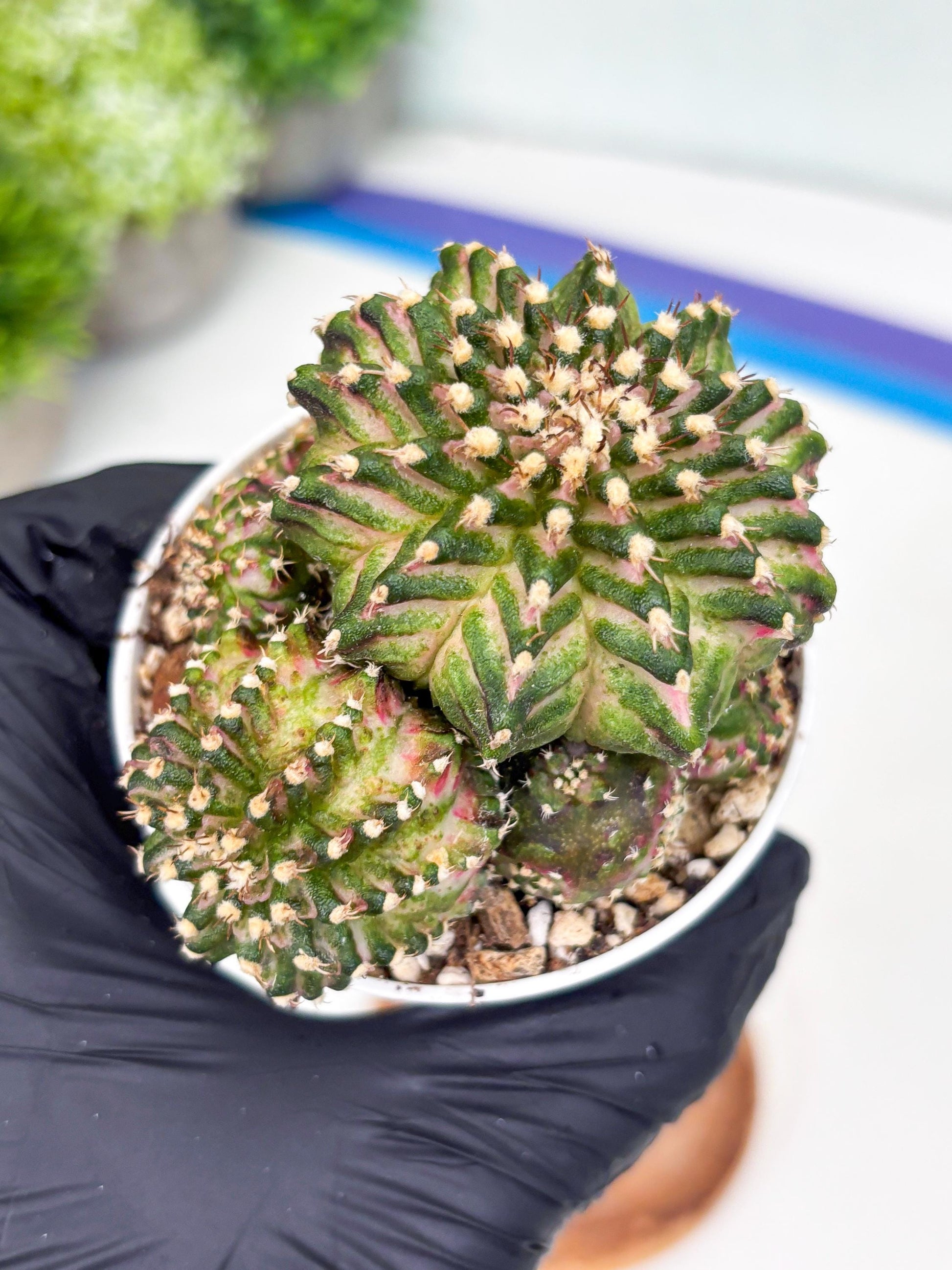 Gymnocalycium Mihanovichii Cluster | (gy5) (p2) | Best For Grafting