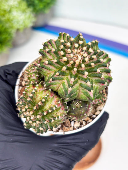 Gymnocalycium Mihanovichii Cluster | (gy5) (p2) | Best For Grafting