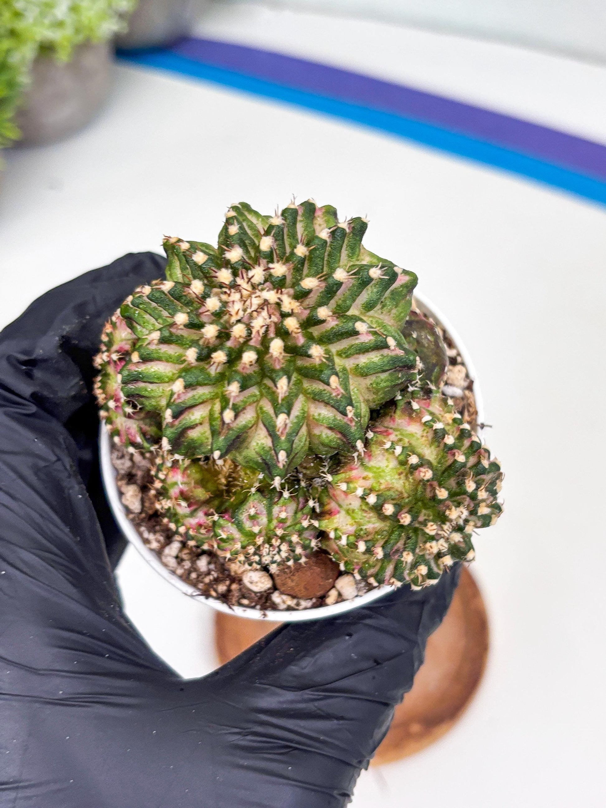 Gymnocalycium Mihanovichii Cluster | (gy5) (p2) | Best For Grafting