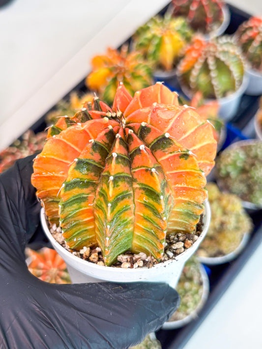 Gymnocalycium LB Hybrid | (gy5) (p7) | variegated cactus