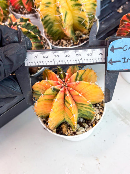 Gymnocalycium LB Hybrid | (gy6) (o6) | variegated cactus