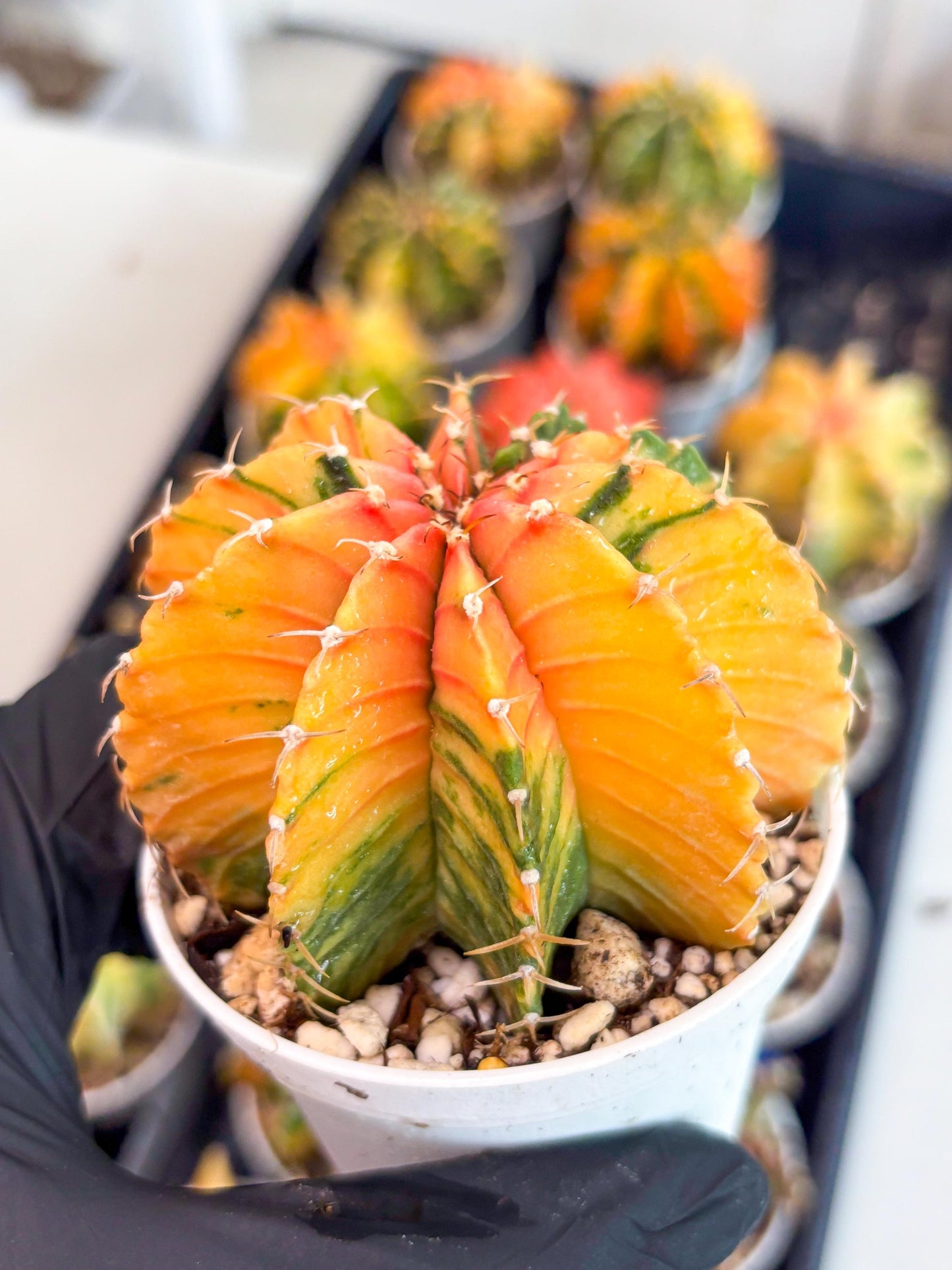 Gymnocalycium LB Hybrid | (gy6) (o6) | variegated cactus