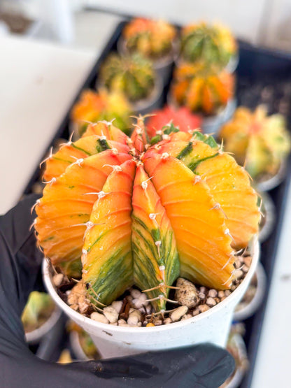 Gymnocalycium LB Hybrid | (gy6) (o6) | variegated cactus