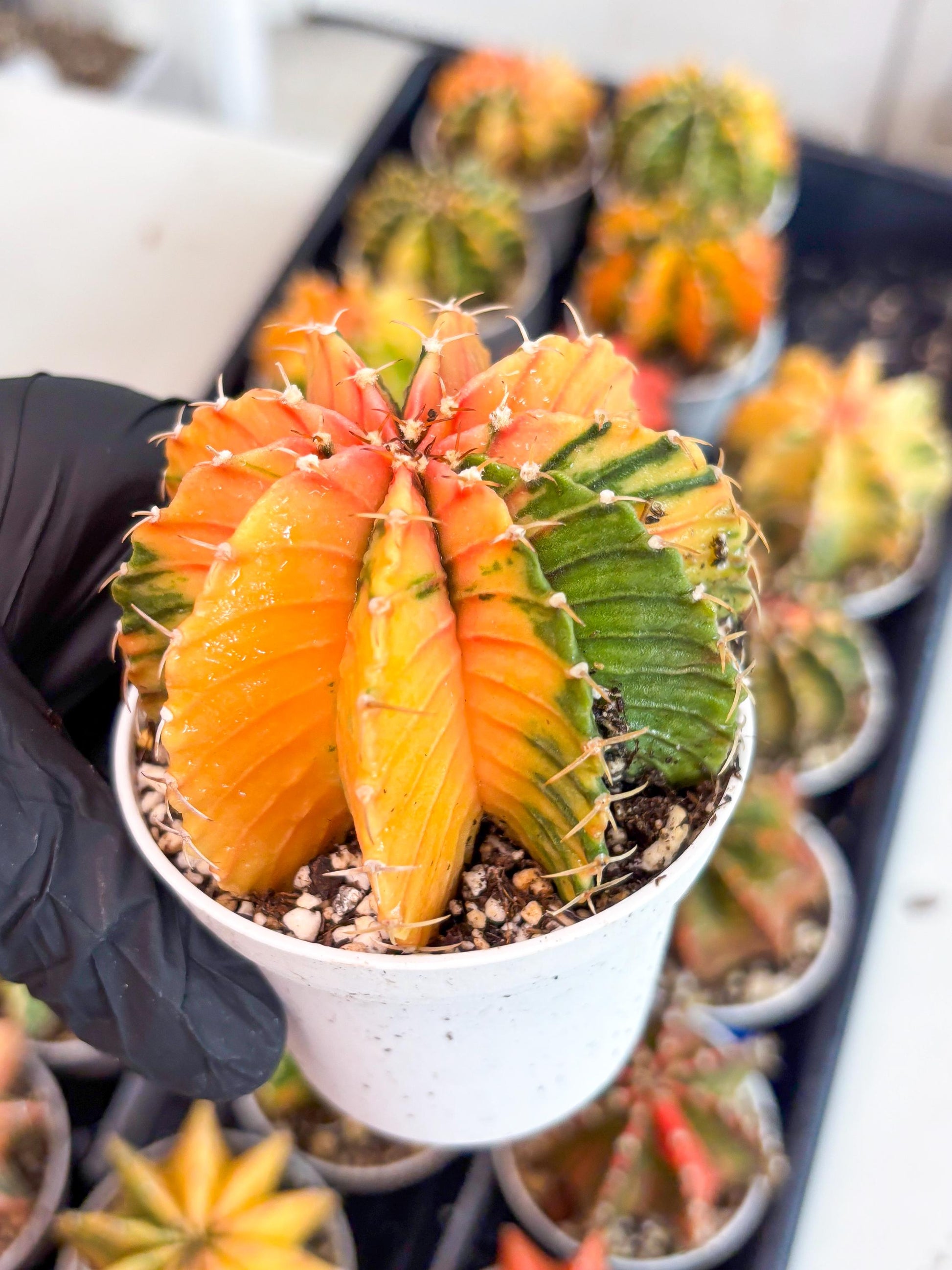 Gymnocalycium LB Hybrid | (gy6) (o6) | variegated cactus