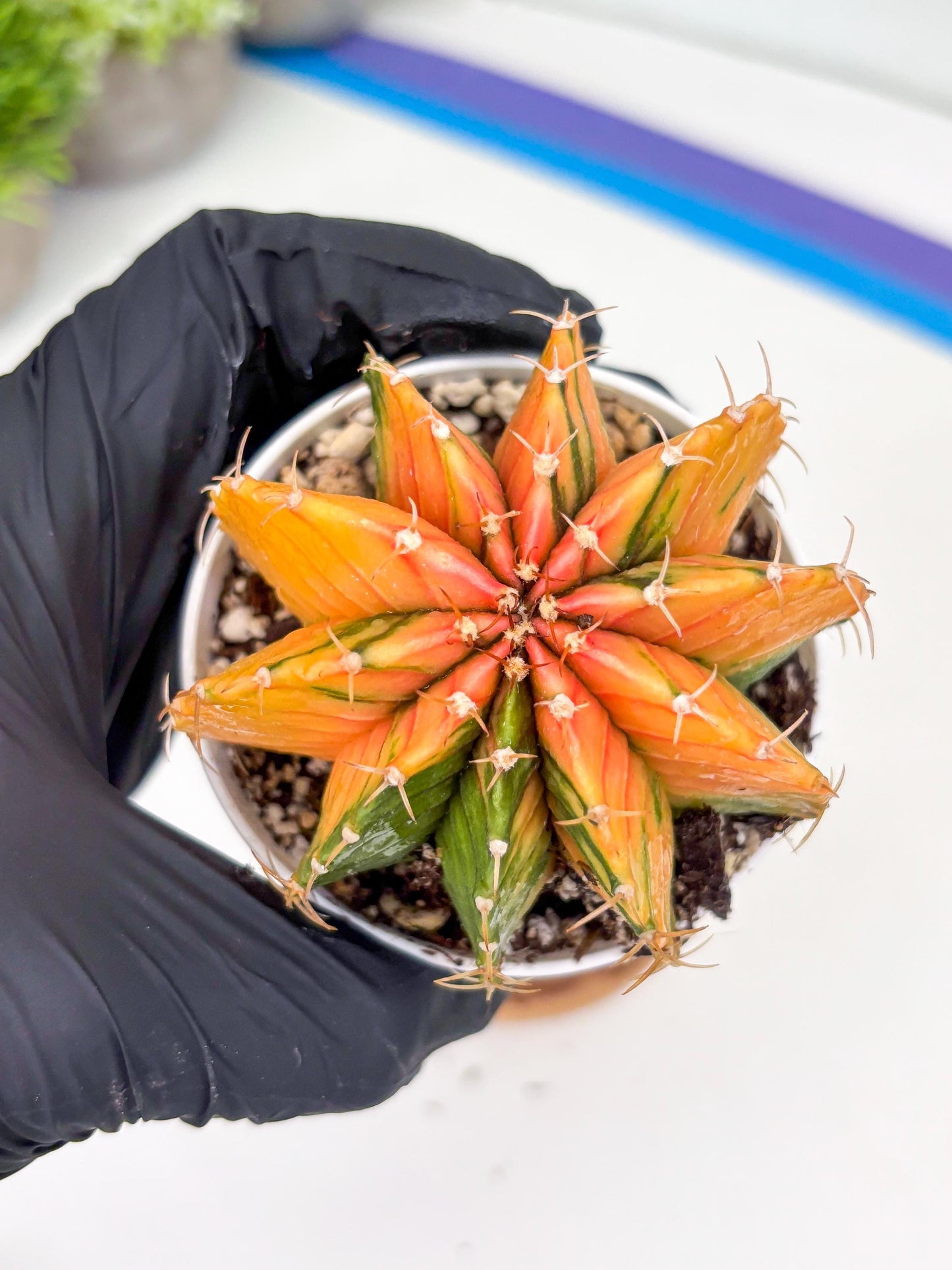 Gymnocalycium LB Hybrid | (gy6) (o6) | variegated cactus