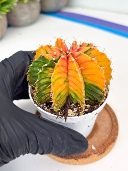 Gymnocalycium LB Hybrid | (gy6) (o6) | variegated cactus