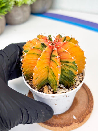 Gymnocalycium LB Hybrid | (gy6) (o6) | variegated cactus