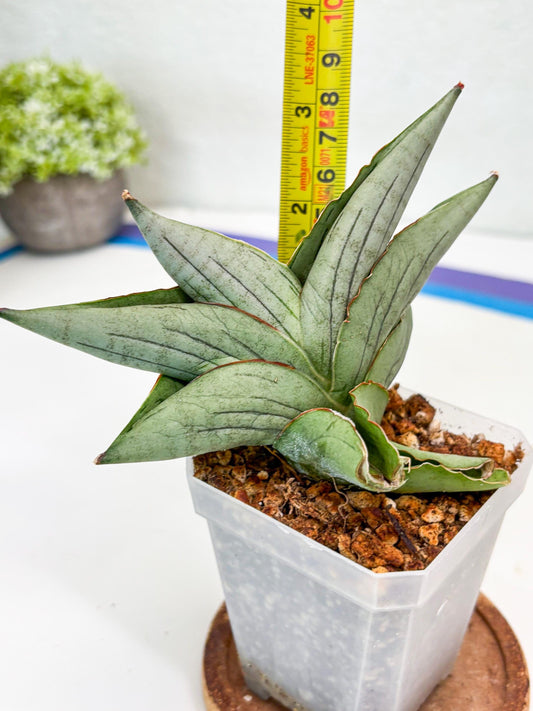 Sansevieria Rugby (Su2) (6) | Imported Sansevieria