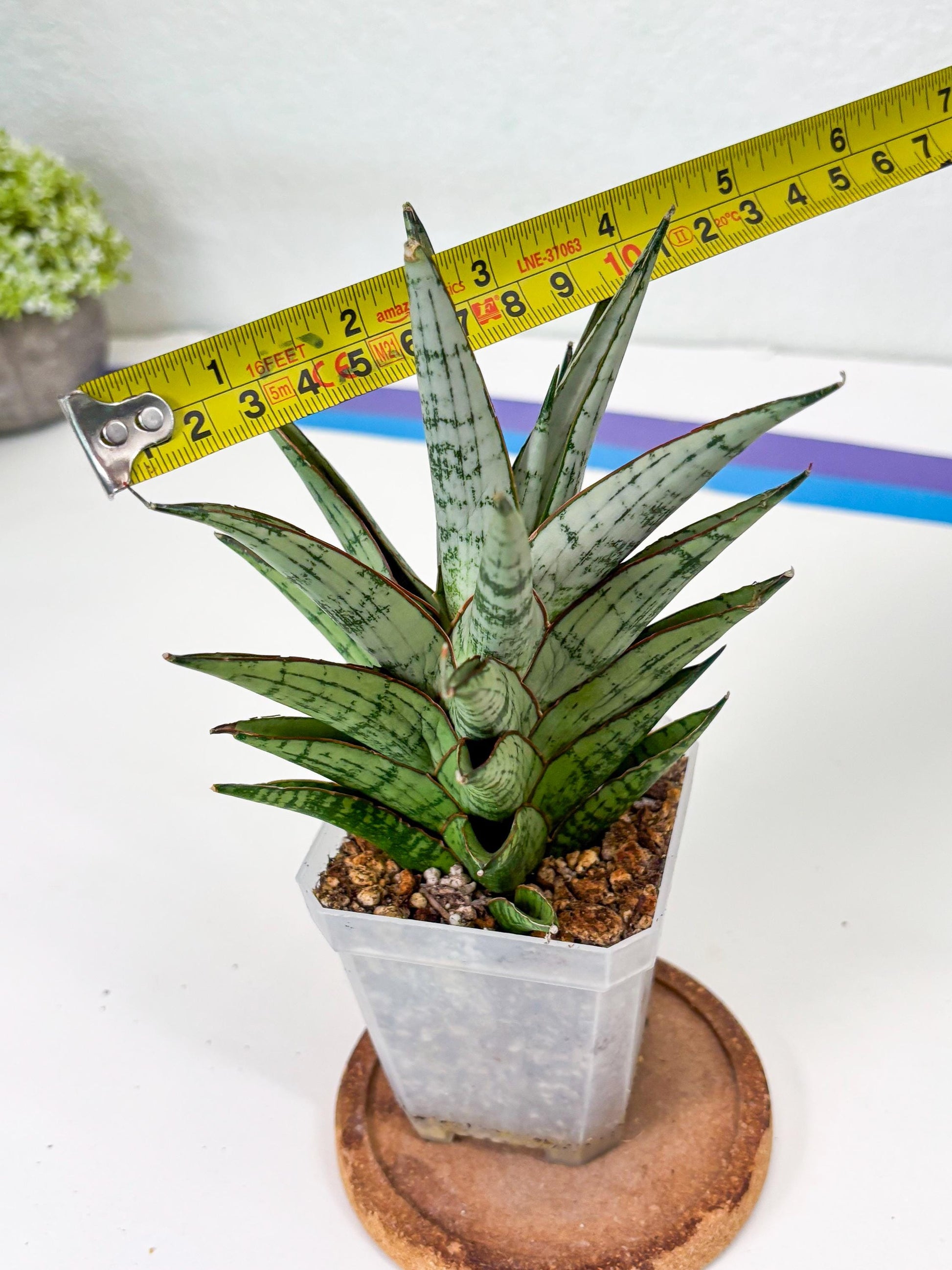 Sansevieria Peridot (Su2) (8) | Imported Sansevieria