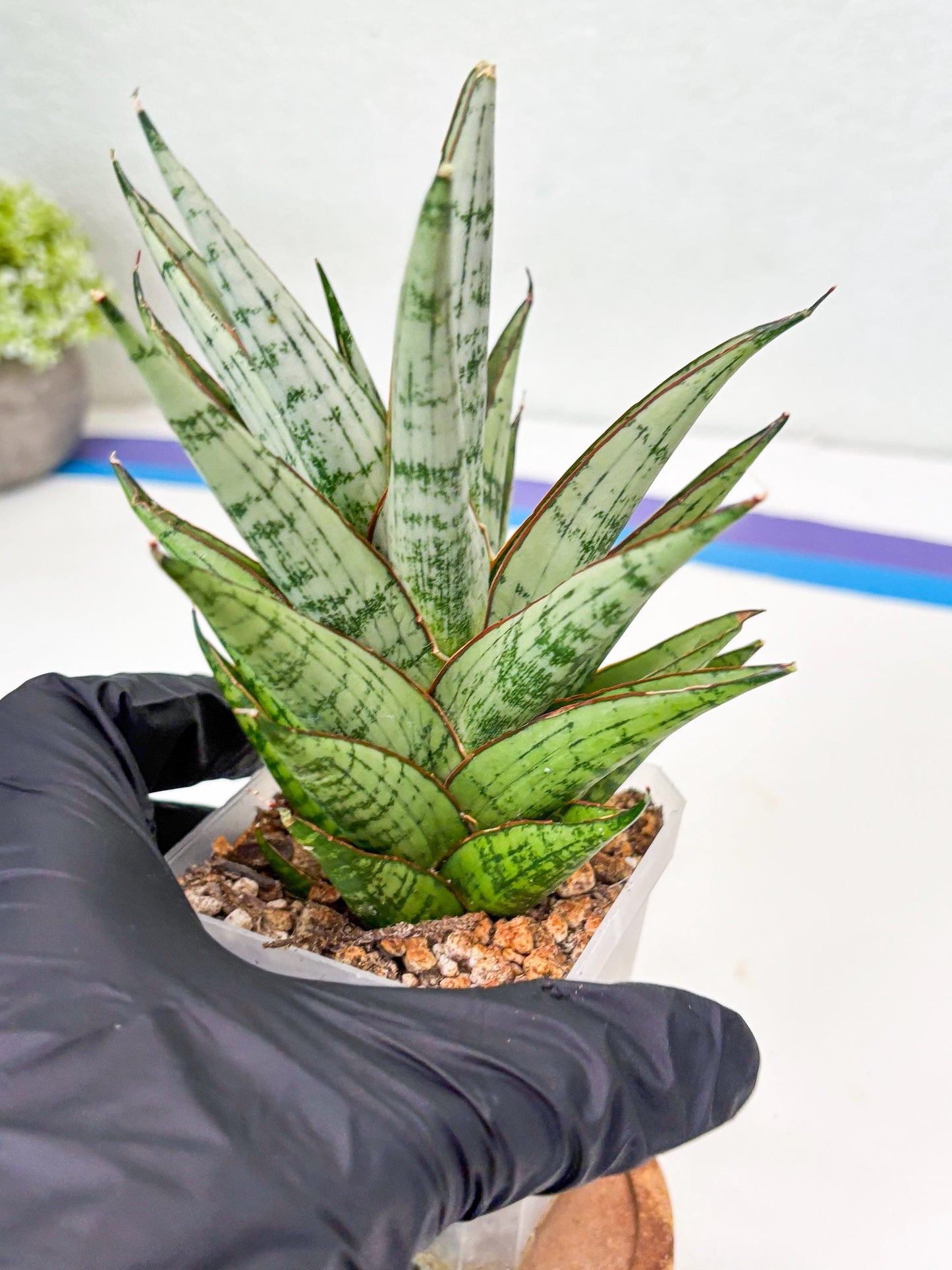 Sansevieria Peridot (Su2) (8) | Imported Sansevieria