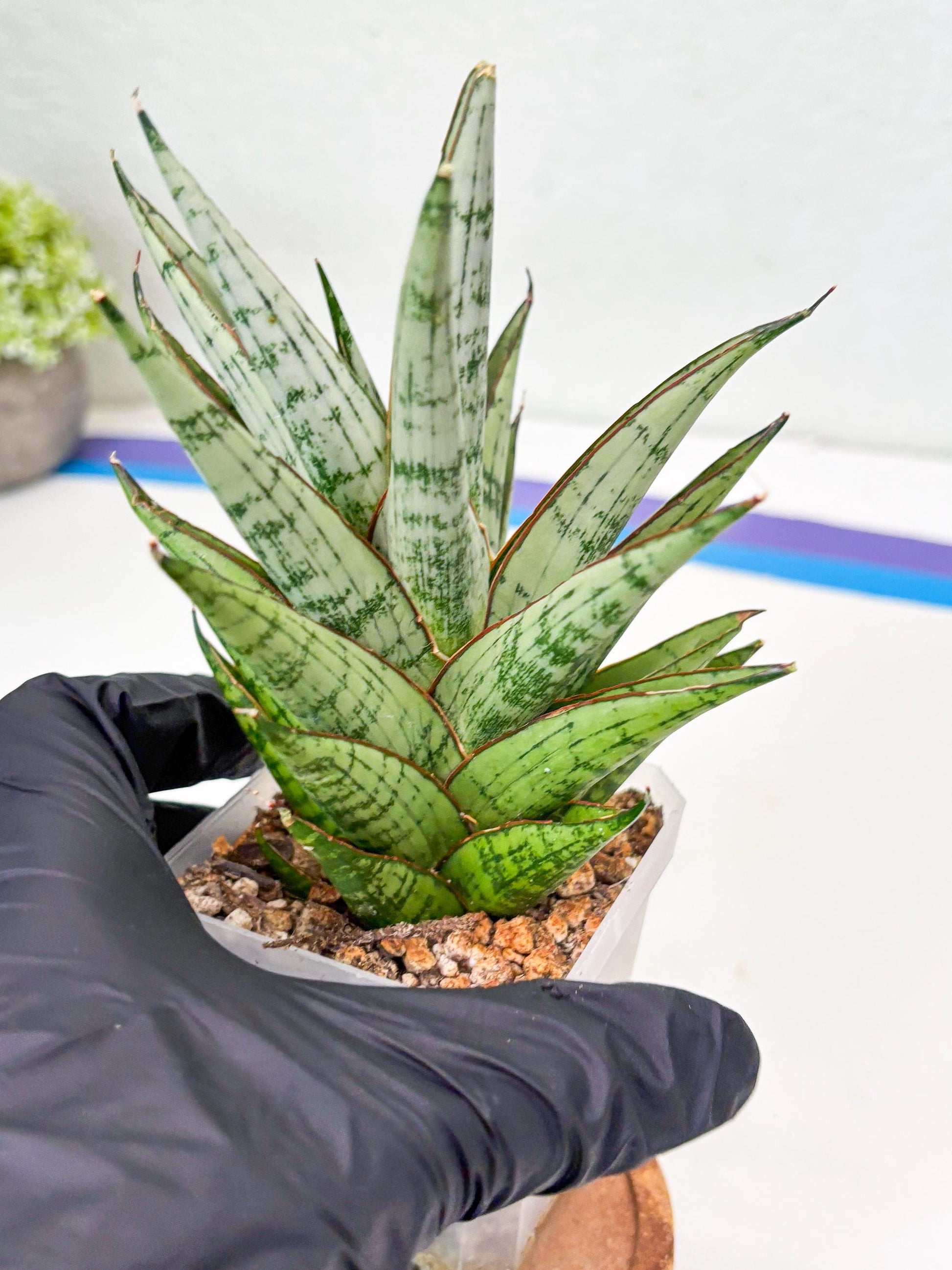 Sansevieria Peridot (Su2) (8) | Imported Sansevieria