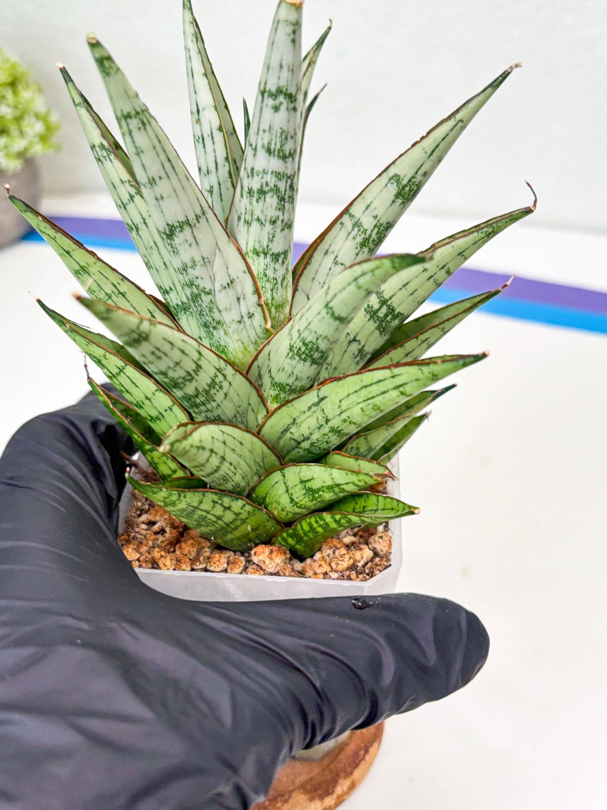 Sansevieria Peridot (Su2) (8) | Imported Sansevieria