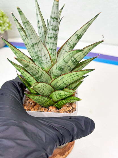Sansevieria Peridot (Su2) (8) | Imported Sansevieria