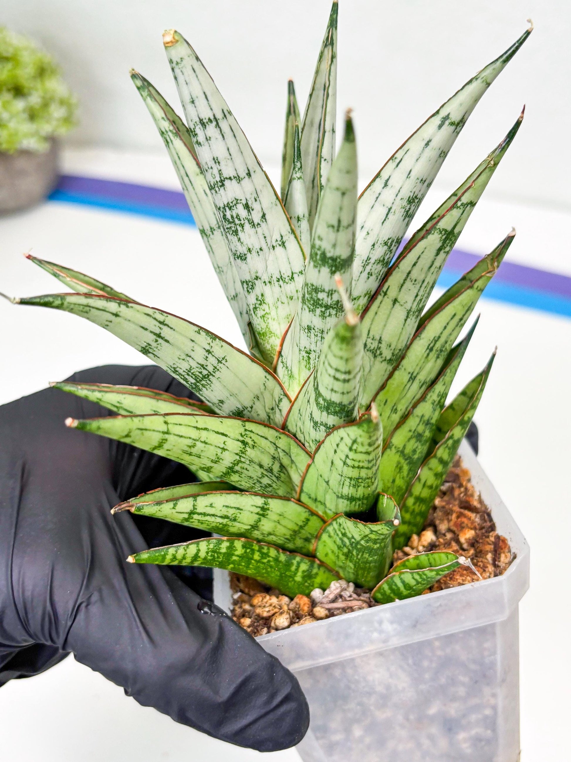 Sansevieria Peridot (Su2) (8) | Imported Sansevieria