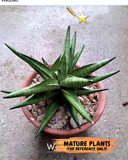Sansevieria Waddao (su4) (14) | Imported House Plants