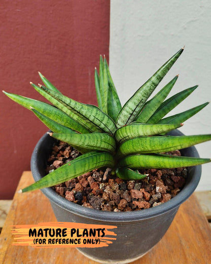 Sansevieria Waddao (su4) (14) | Imported House Plants