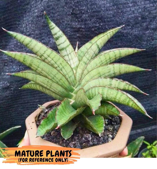 Sansevieria Srikandi (Ha1) (1) | Imported Sansevieria