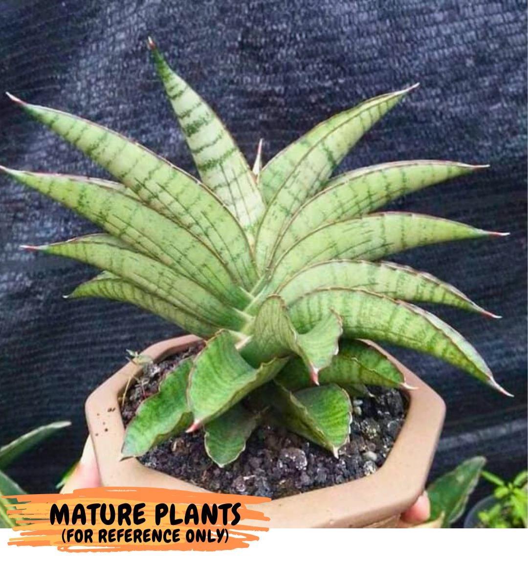 Sansevieria Srikandi (Su2) (2) | Imported Sansevieria