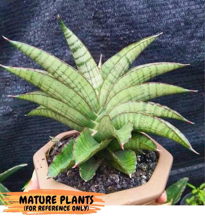 Sansevieria Srikandi (Su2) (2) | Imported Sansevieria