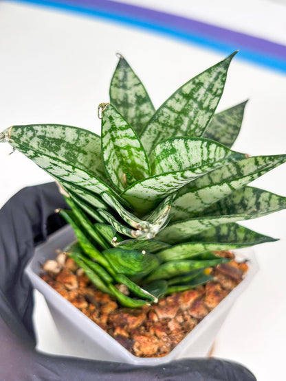 Sansevieria Ehrendel (Su2) (11) | Imported Sansevieria