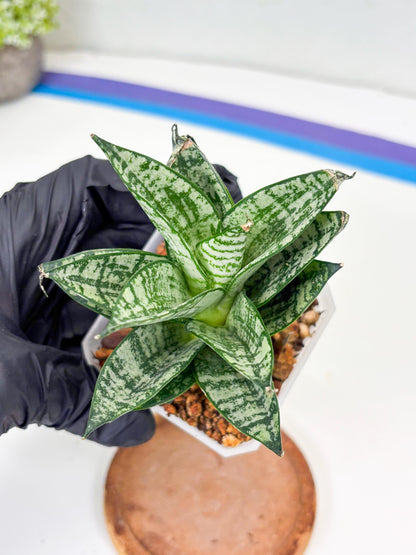 Sansevieria Ehrendel (Su2) (11) | Imported Sansevieria