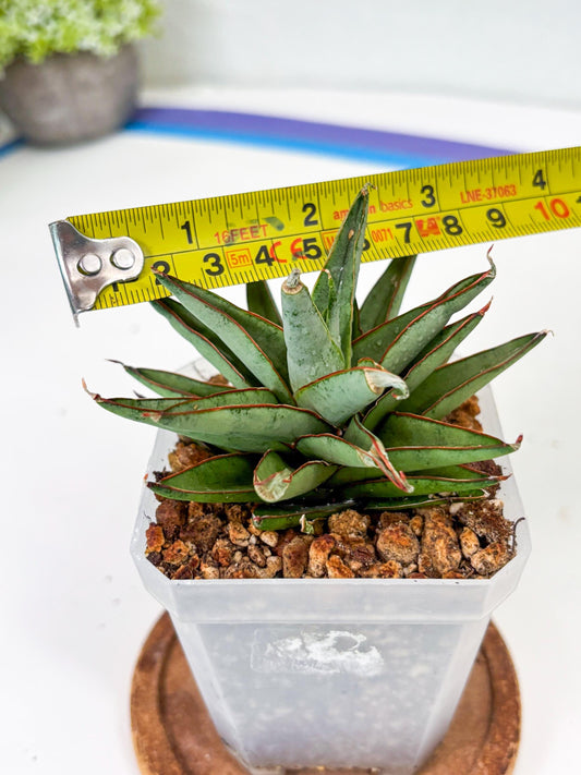 Sansevieria Baby Yoda (Su2) (12) | Dwarf hybrid