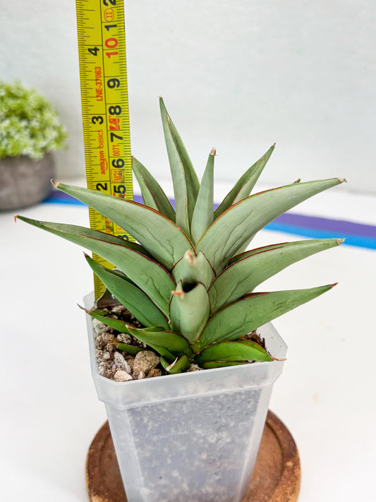 Sansevieria Aura (Su2) (13) | Imported Sansevieria