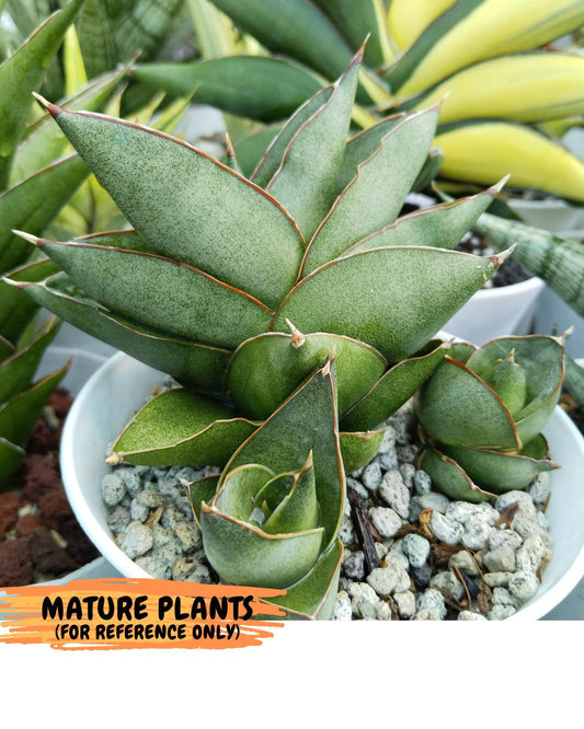 Sansevieria Noah's Ark (su4) (4) | Imported House Plants