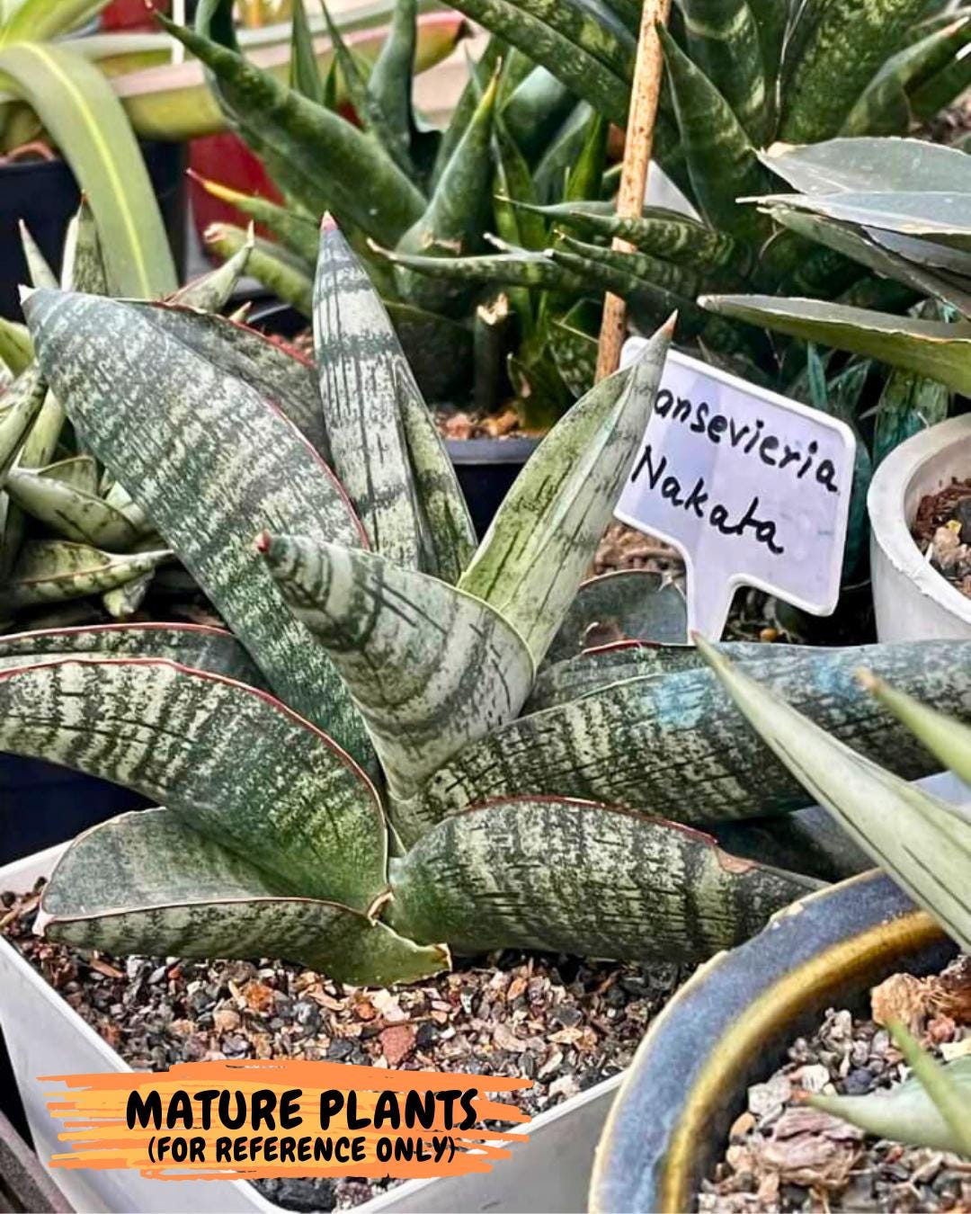 Sansevieria Nakata (ca7) (8) | Imported Hybrids