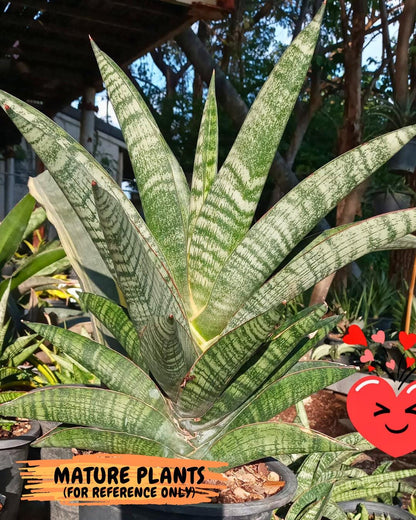 Sansevieria Nakata (ca7) (8) | Imported Hybrids