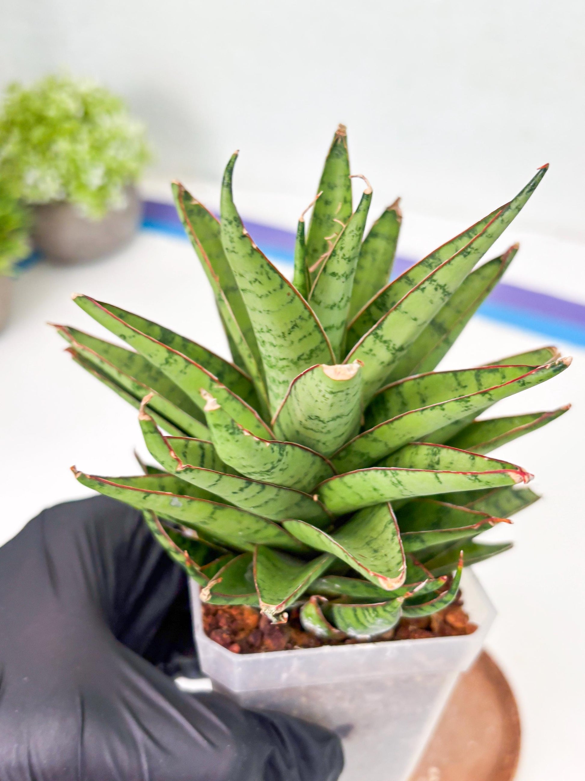 Sansevieria Dararai (Su3) (9) | Imported Sansevieria