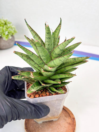 Sansevieria Dararai (Su3) (9) | Imported Sansevieria