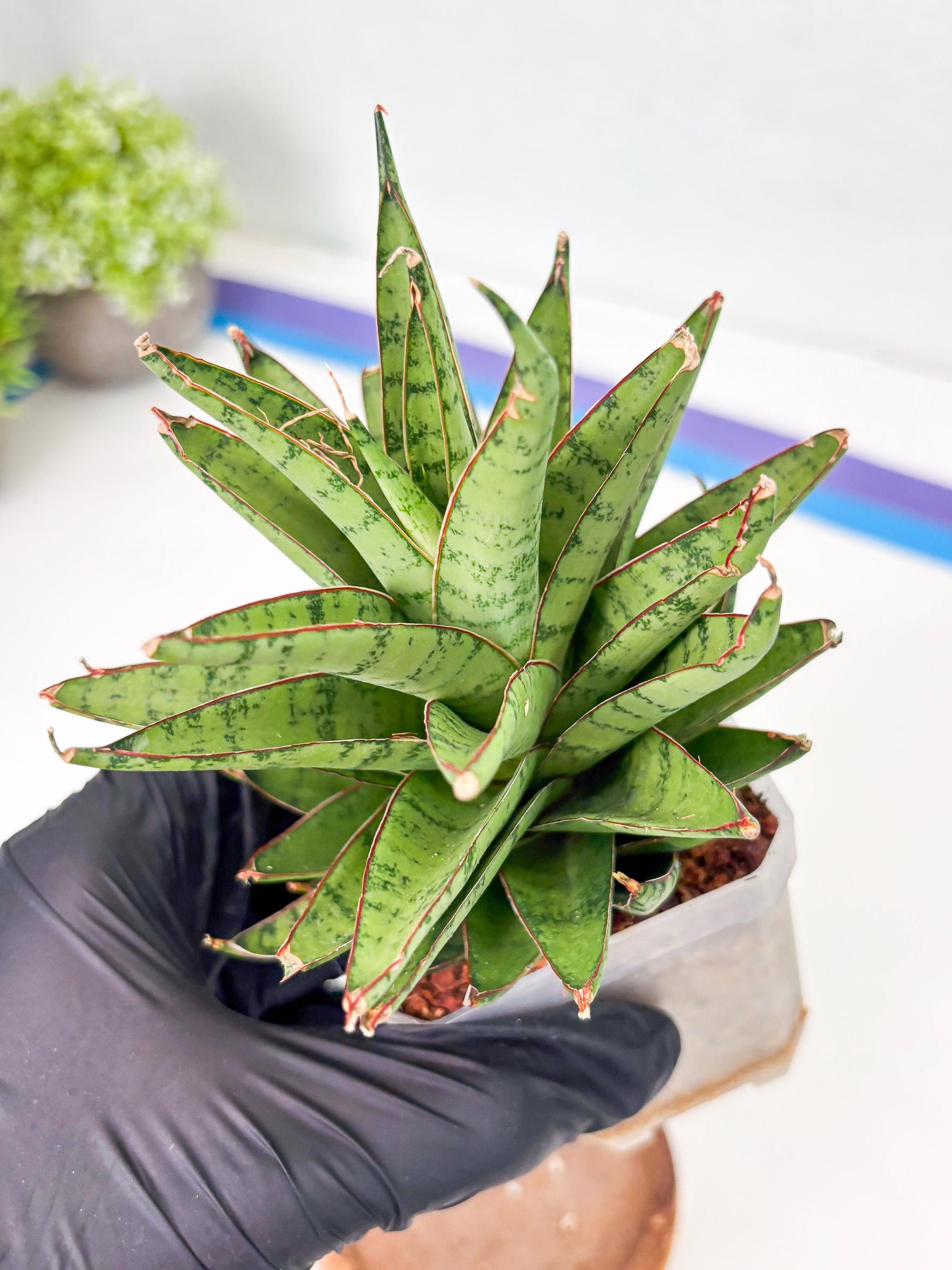 Sansevieria Dararai (Su3) (9) | Imported Sansevieria