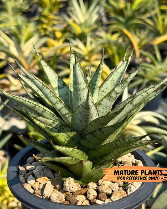 Sansevieria Dararai (Su3) (9) | Imported Sansevieria