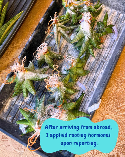 Sansevieria Dararai (Su3) (9) | Imported Sansevieria