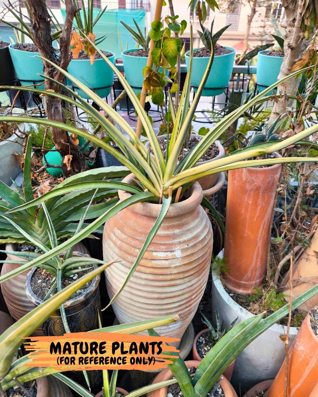 Sansevieria Midnight Fountain White (Su6) (10) | Rare