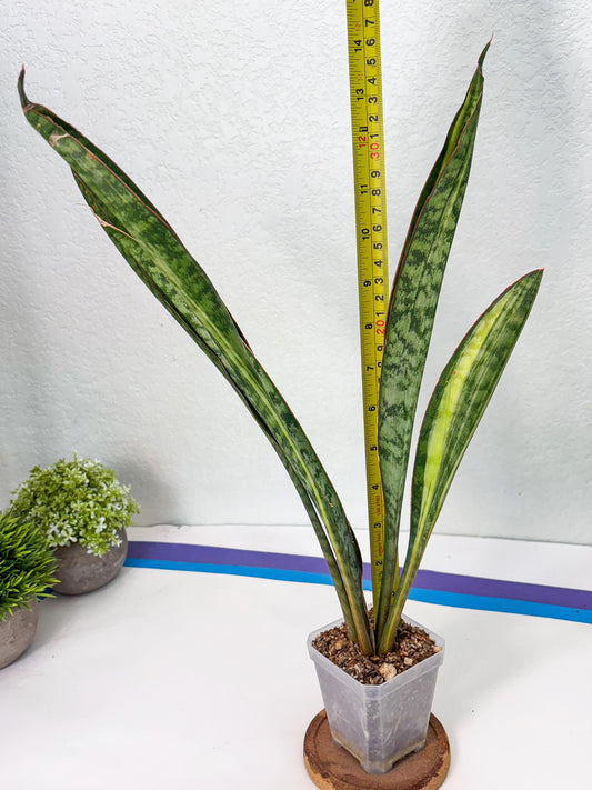 Sansevieria Sudwala orange clone (Su4) (11) | Rare