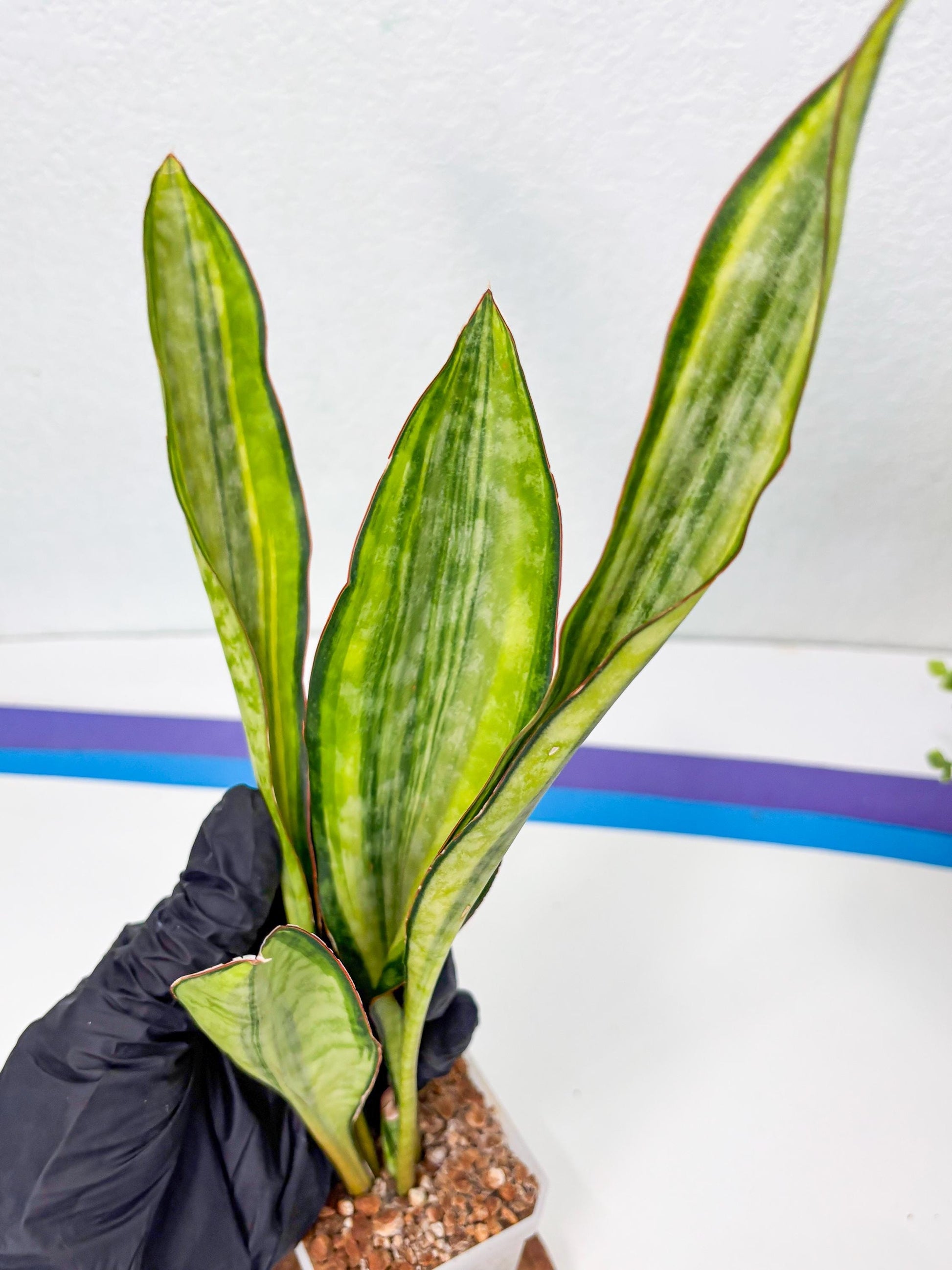 Sansevieria Sudwala orange clone (Su4) (13) | Rare