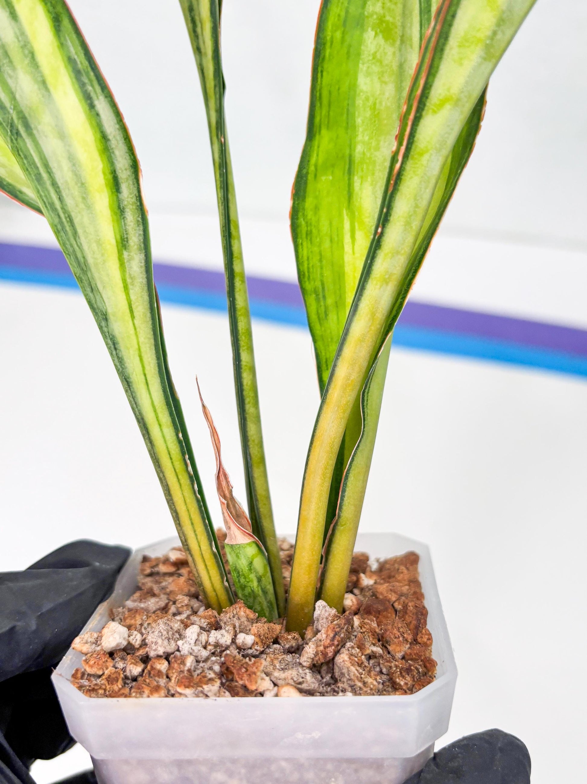 Sansevieria Sudwala orange clone (Su4) (13) | Rare