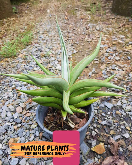 Sansevieria Baibid (Y) | Imported Sansevieria
