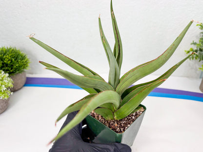 Sansevieria Baibid (Y) | Imported Sansevieria