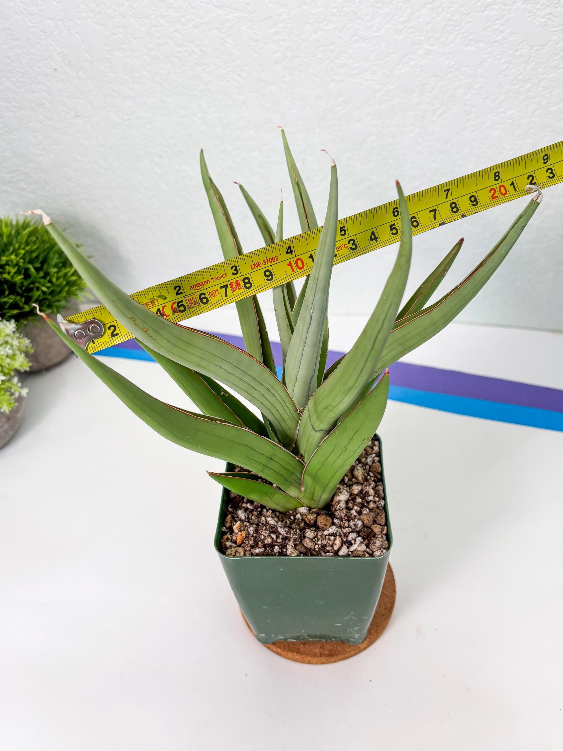 Sansevieria Baibid (Y) | Imported Sansevieria