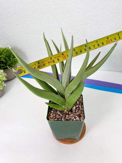 Sansevieria Baibid (Y) | Imported Sansevieria