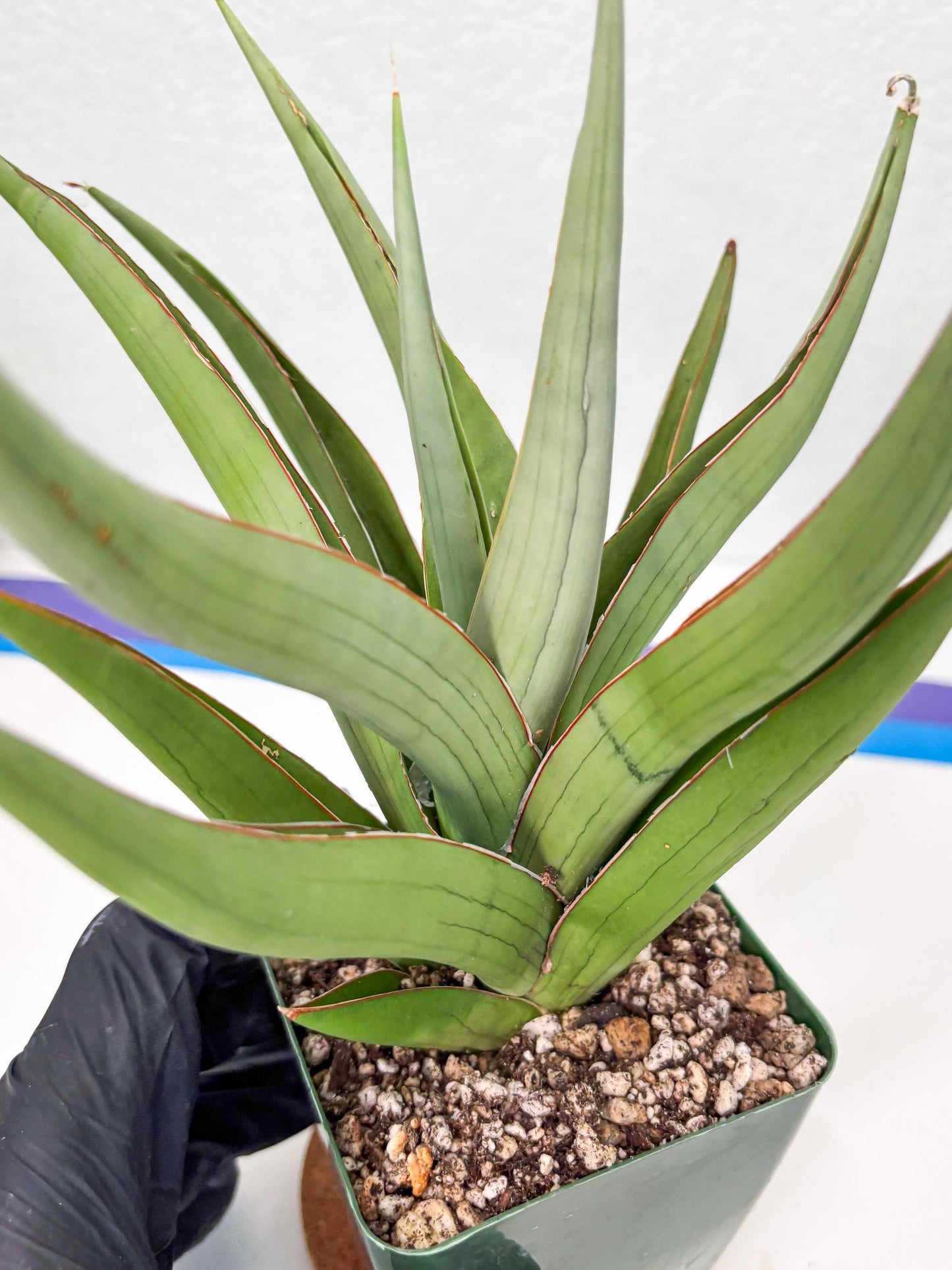 Sansevieria Baibid (Y) | Imported Sansevieria