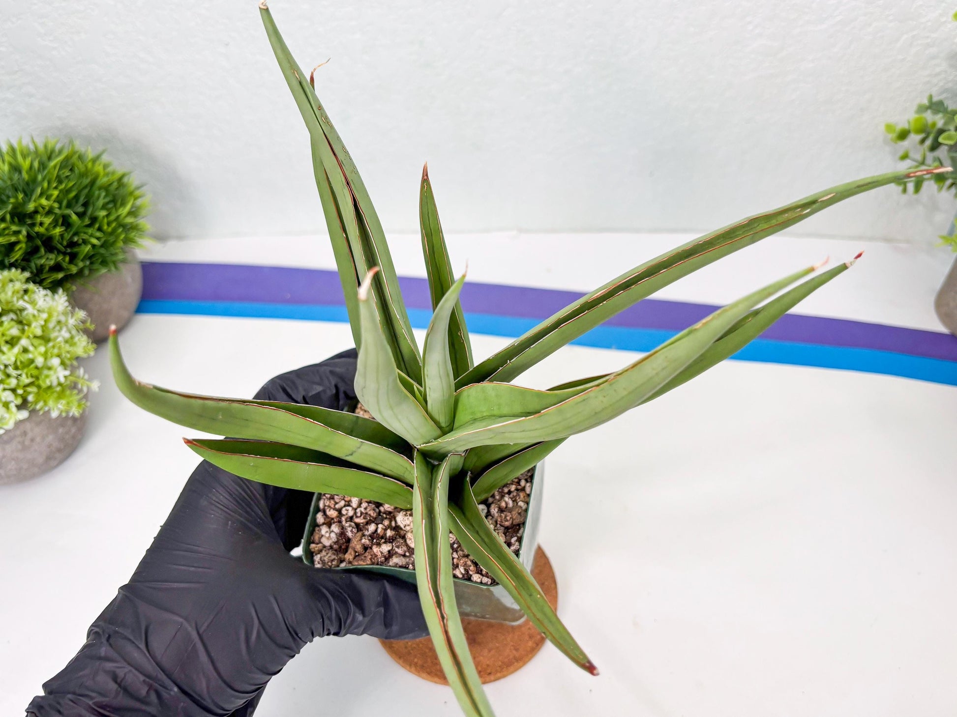 Sansevieria Baibid (Y) | Imported Sansevieria