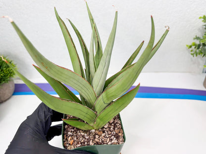Sansevieria Baibid (Y) | Imported Sansevieria