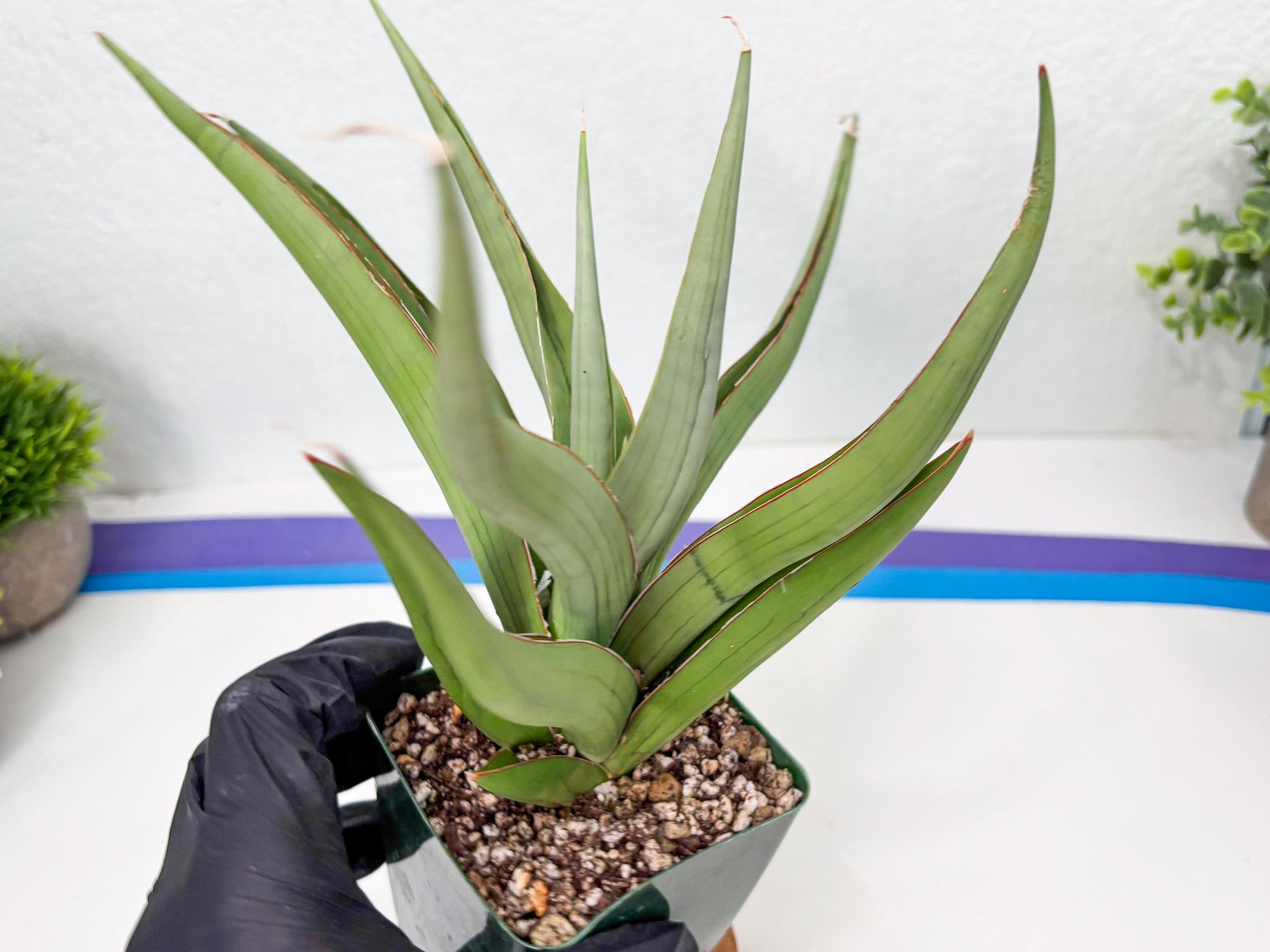 Sansevieria Baibid (Y) | Imported Sansevieria