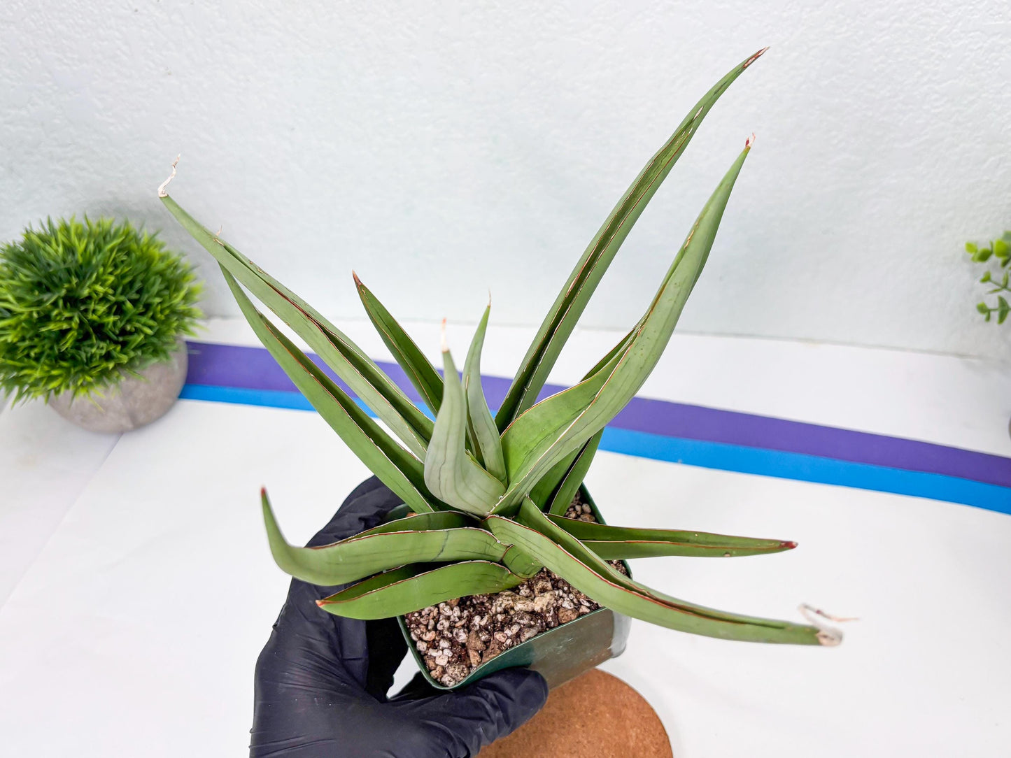 Sansevieria Baibid (Y) | Imported Sansevieria